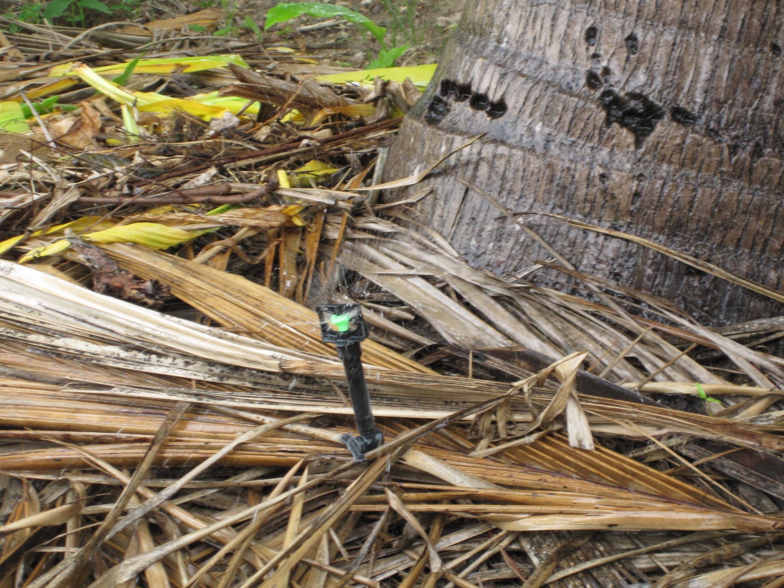 Sankarfoods Organic Farm Technics and Inputs used at Sankarfoods