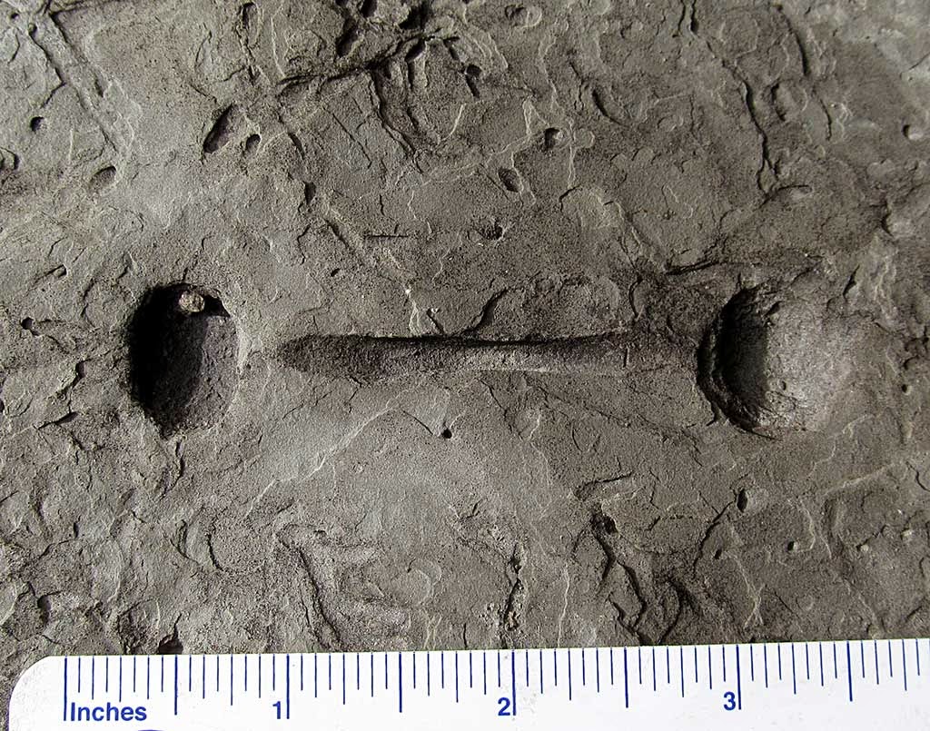 Louisville Fossils and Beyond Maysville Kentucky Trace Fossils