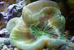 coral Trachyphyllia geoffroyi coral Trachyphyllia geoffroyi