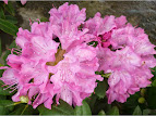 Rhododendro