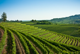 Collio wine region of Friuli