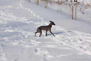 Italian Greyhounds winter