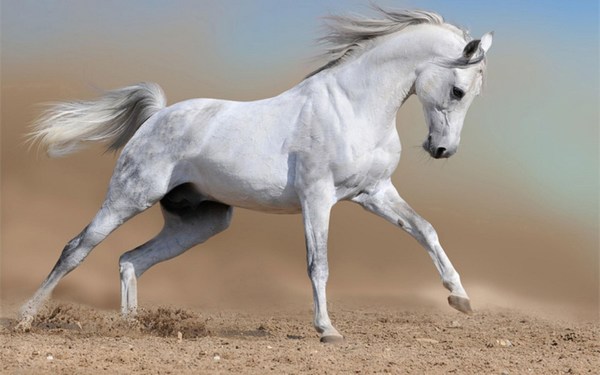 White Horse Images HD Widescreen