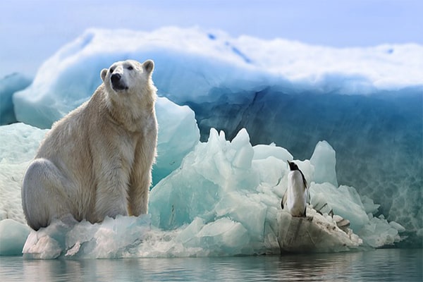 Интересные факты про белых медведей. Белый медведь и пингвин сидят на айсберге.