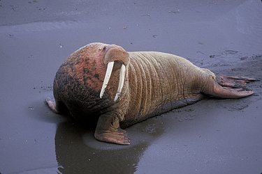 Walrus-Walrus.jpg