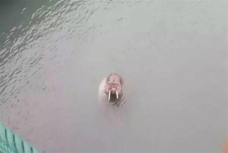 Banh xeo lot top mon an yeu thich, du thuyen lon nhat the gioi ra khoi - Anh 6