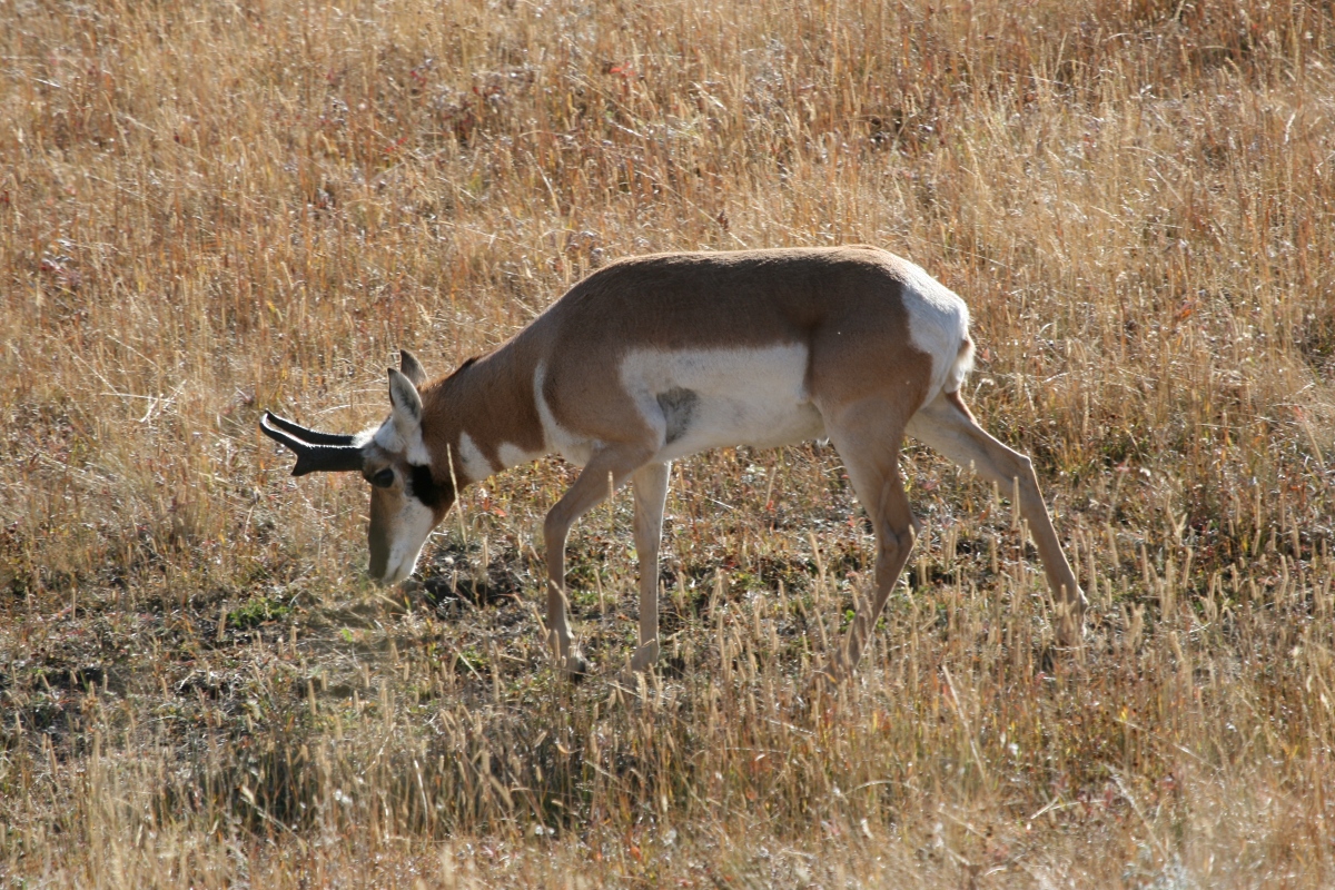Pronghorn