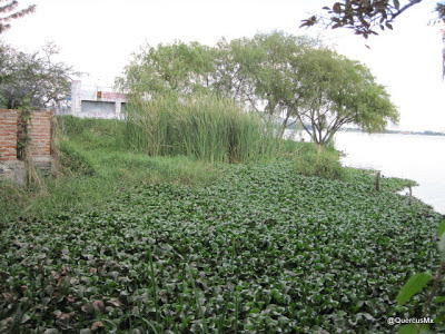 Lirio y Tule a la orilla de la laguna de Cajititlán