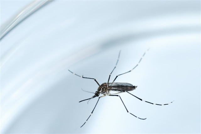 El virus del Zika: ¿Una conspiración que empieza a dar sus primeros pasos?