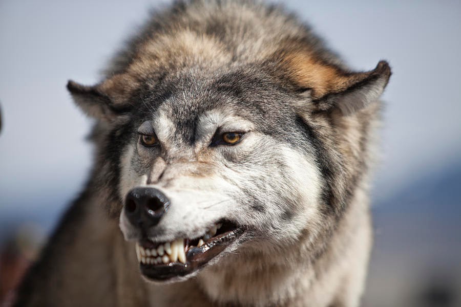 R wolf. Злой волк. Морда злого волка. Волк скалится. Волк в ярости.