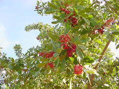 Frutos da aroeira-vermelha (Schinus terebinthifolius Raddi)