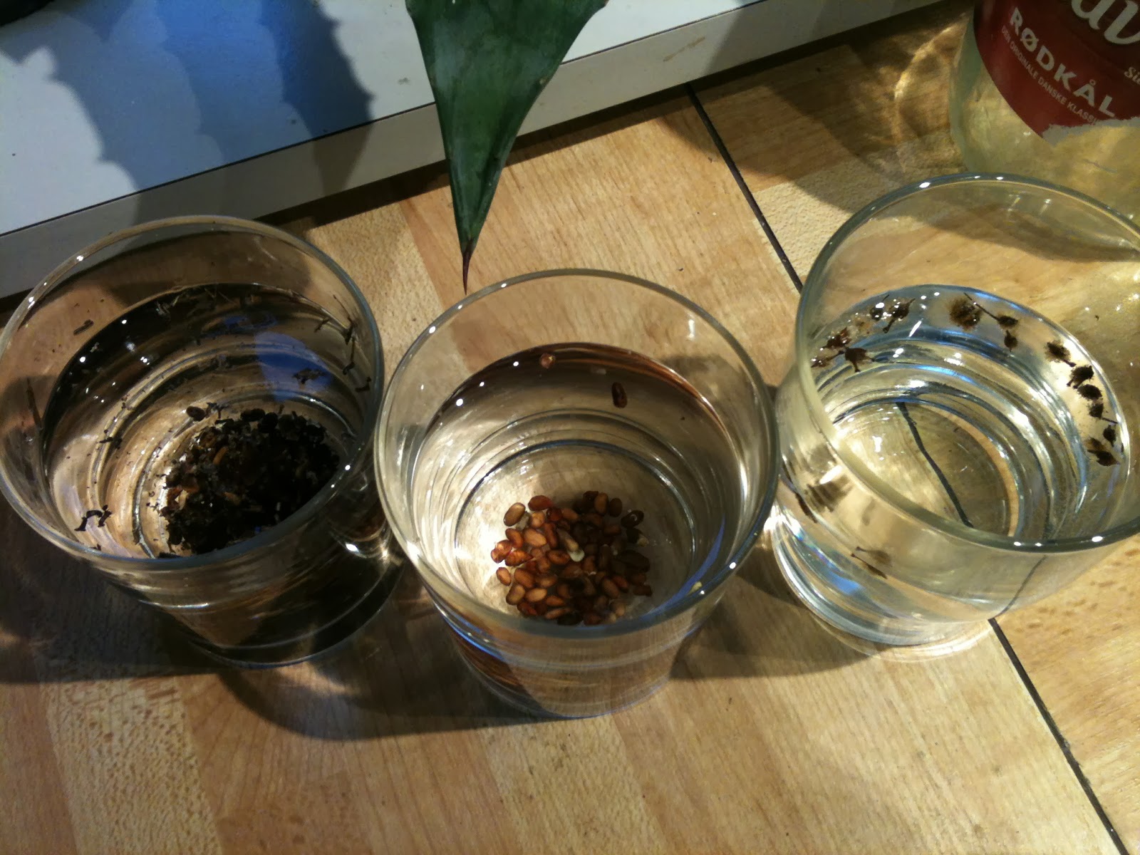 семена в чашке петри. проверка семян на всхожесть марганцовка. проверяем семена на всхожесть. всхожесть семян опыт. как проверить всхожесть семян.