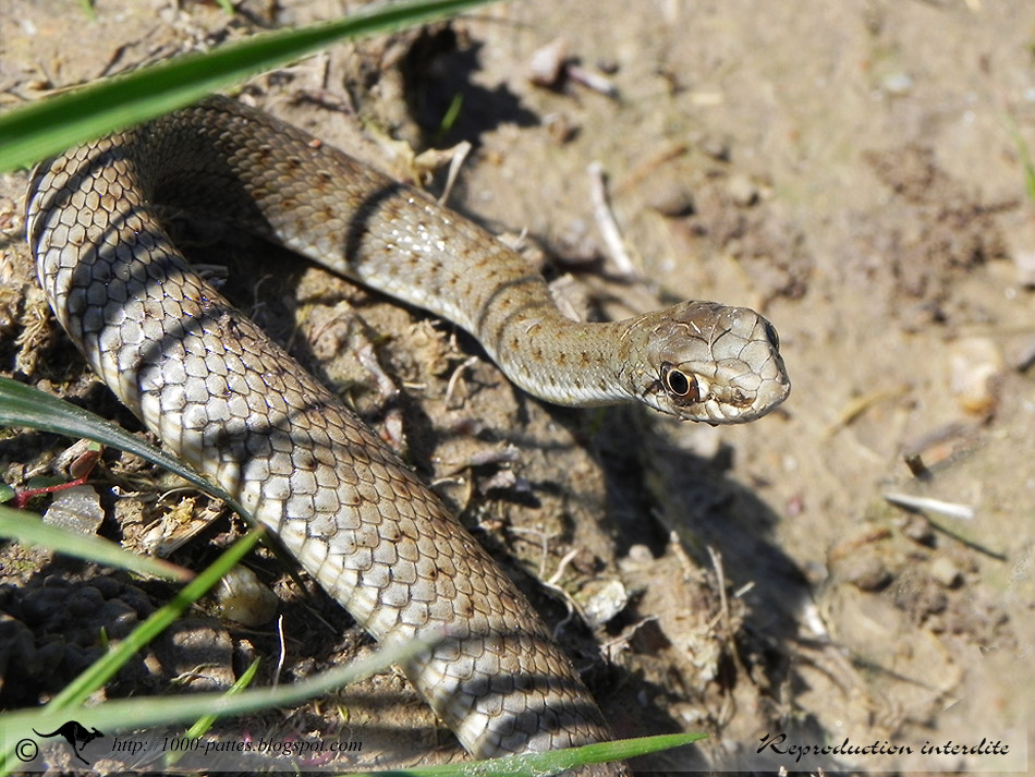 WILDLIFE GATEWAY Couleuvre de Montpellier