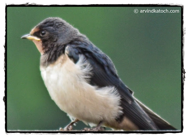 Juvenile, Barn Swallow