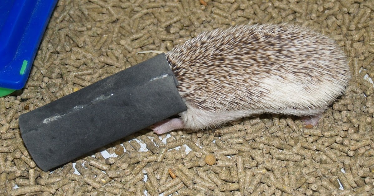 Hedgehog Valley News What Kind of Toys Do Hedgehogs Like?