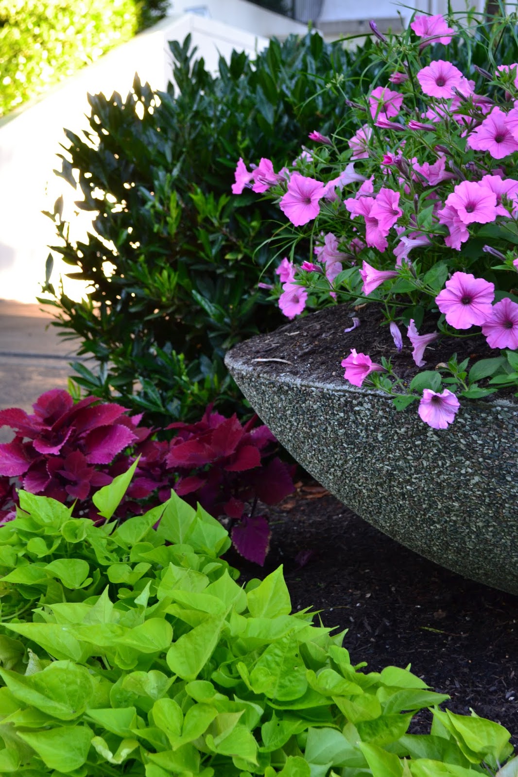 Lonicera Nitida Baggesen S Gold Chevrefeuille Achat Vente