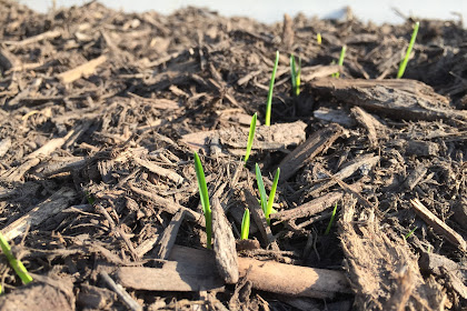  Master Growing Plants in Mulch: Expert Tips
