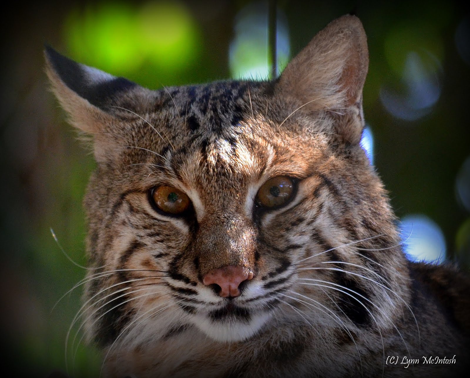 Bobcat