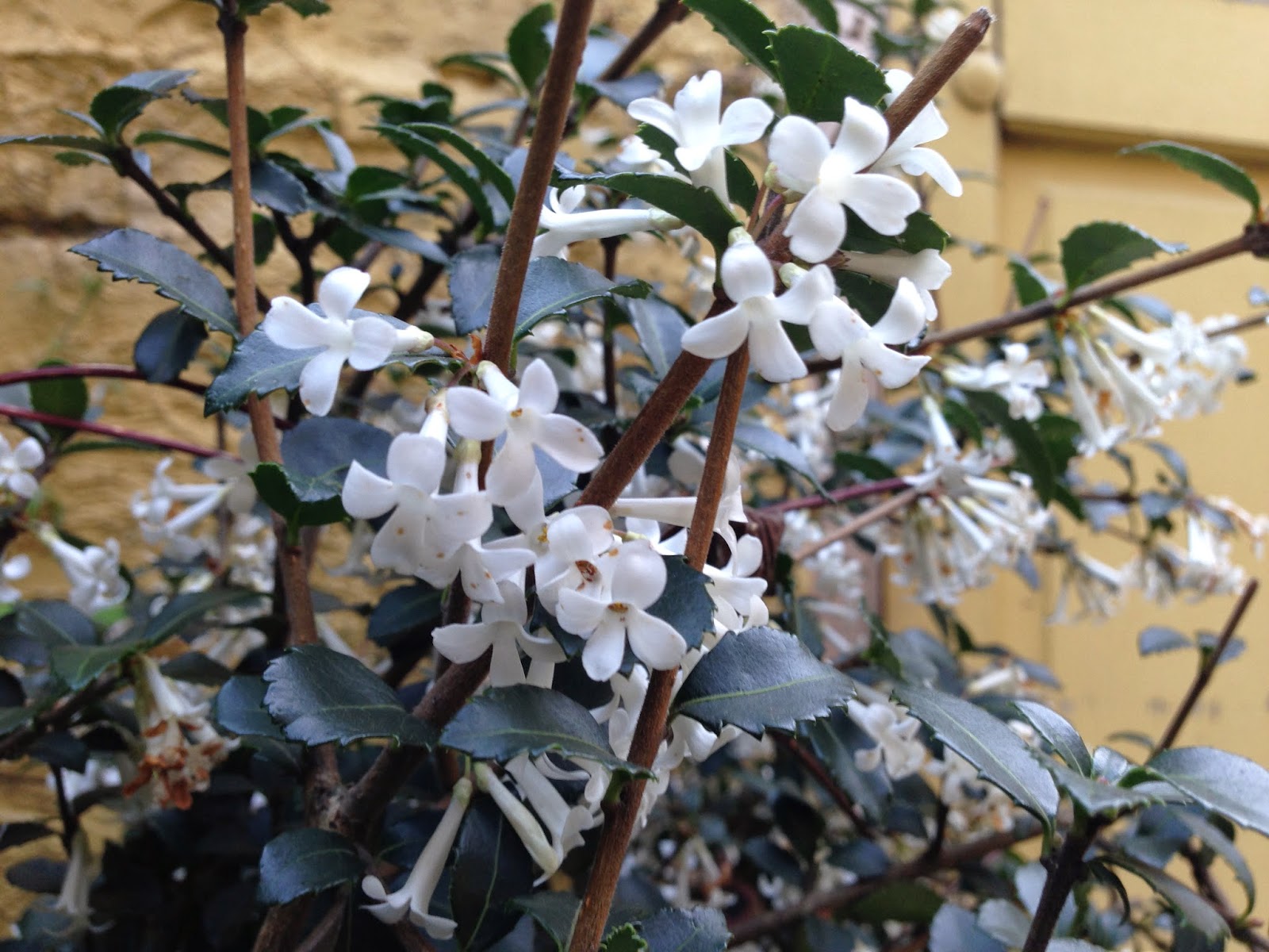 Spring flowers