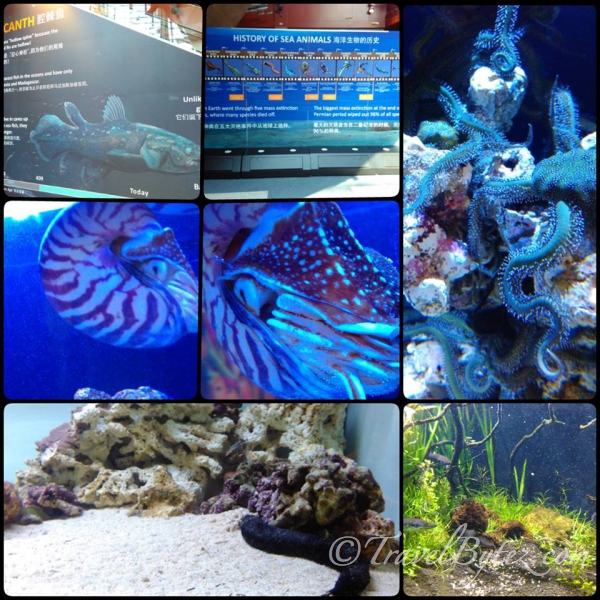 S.E.A. Aquarium @ Sentosa