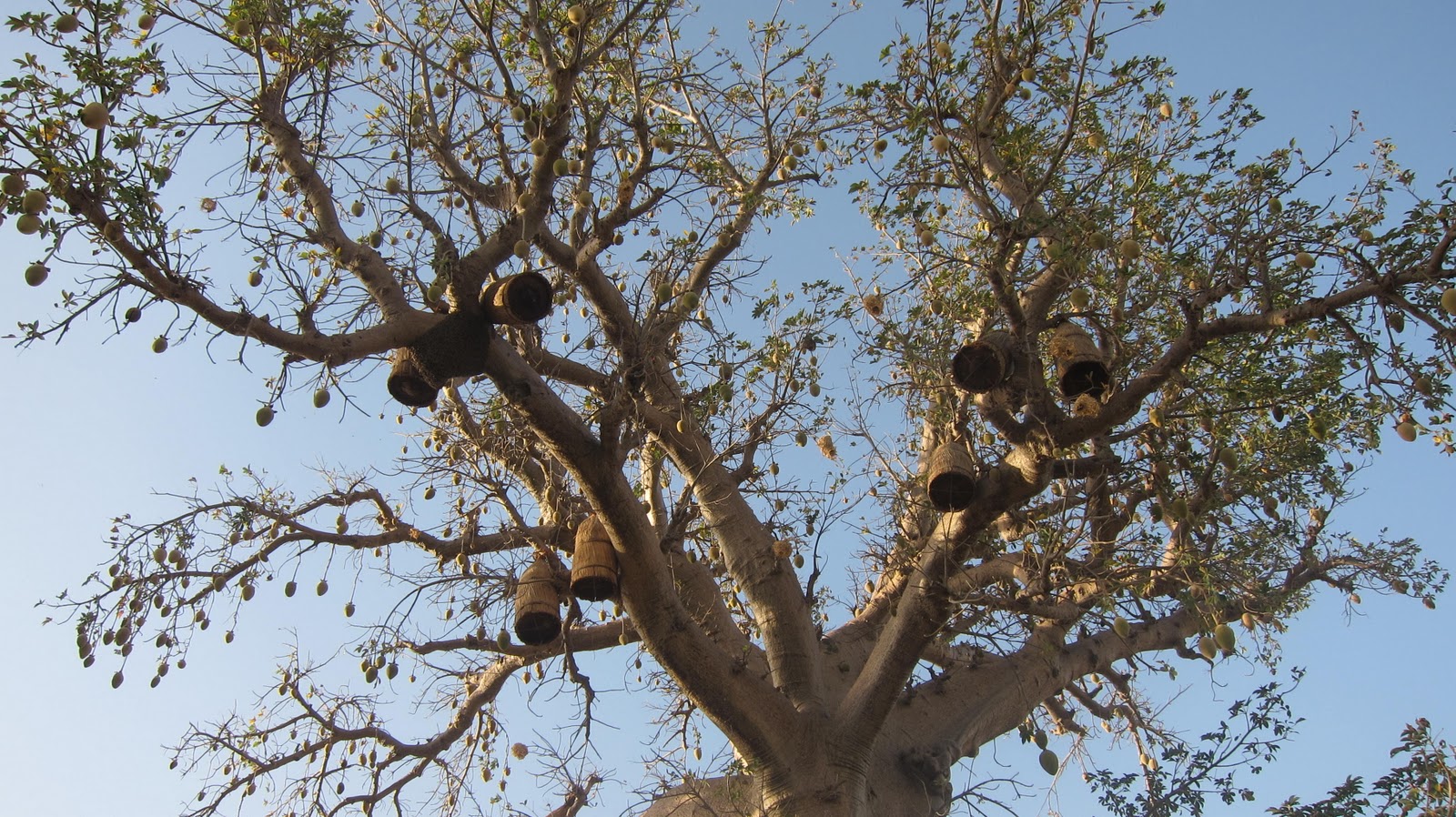 The Underground Gastronomes: Baobab de Noël
