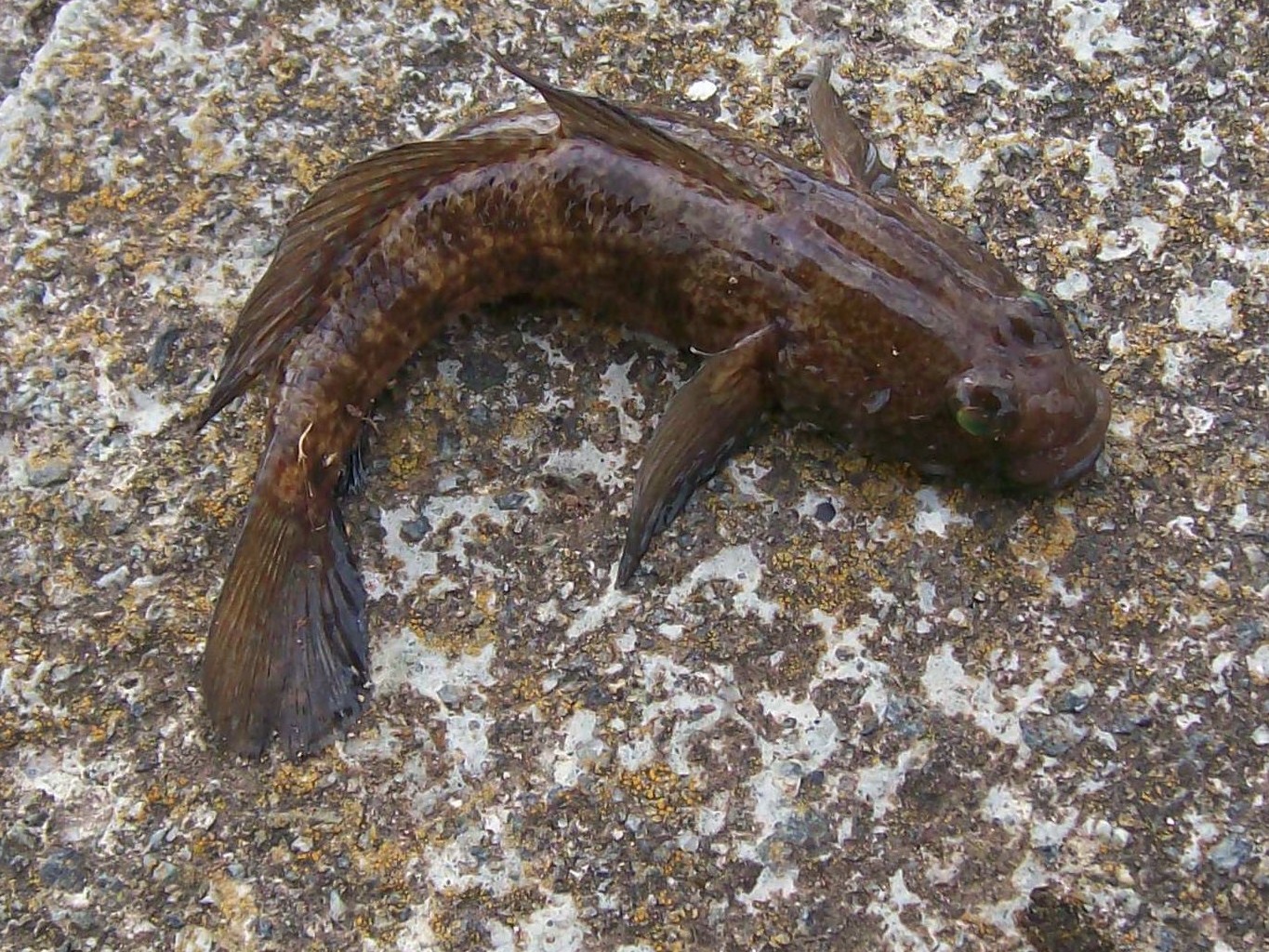 fishyfishy Fish Identification, Gobies.