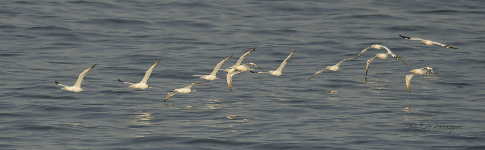 Alcatraz atlántico, Morus bassanus, Northern Gannet Alcatraz atlántico, Morus bassanus, Northern Gannet