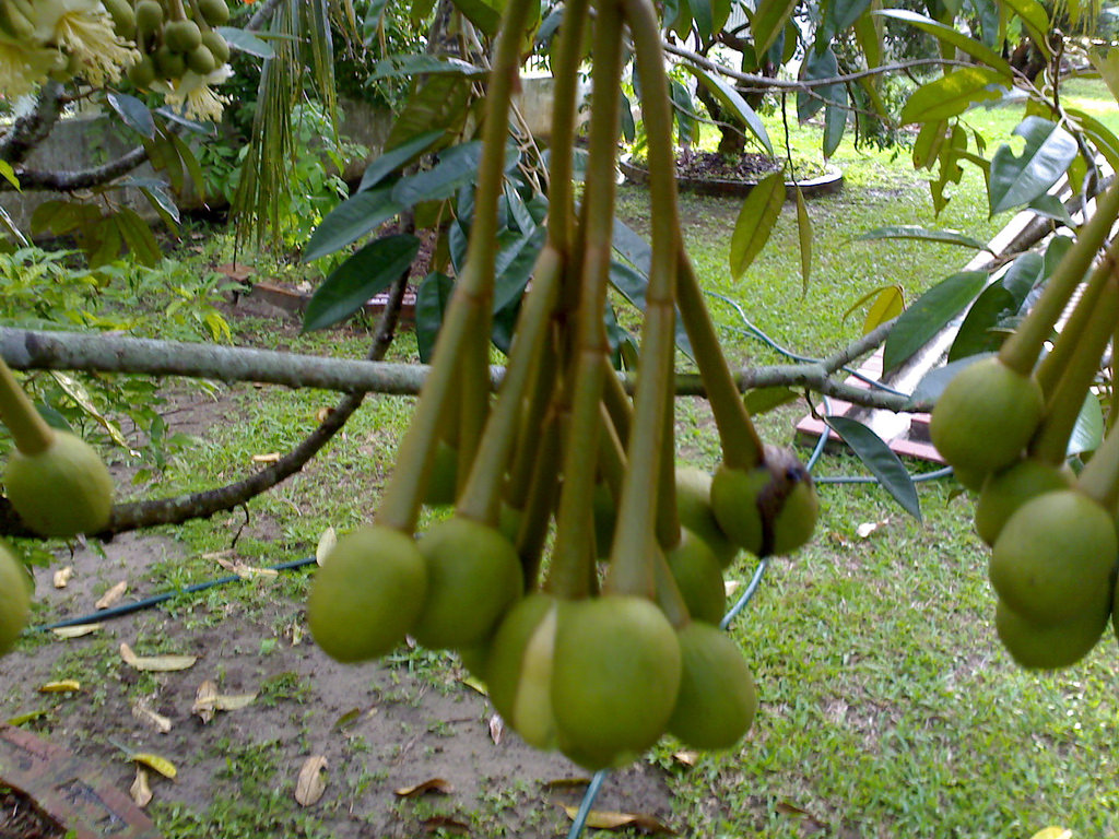 hydroponics for beginners fastest loading responsive hydroponics for beginners fastest loading responsive