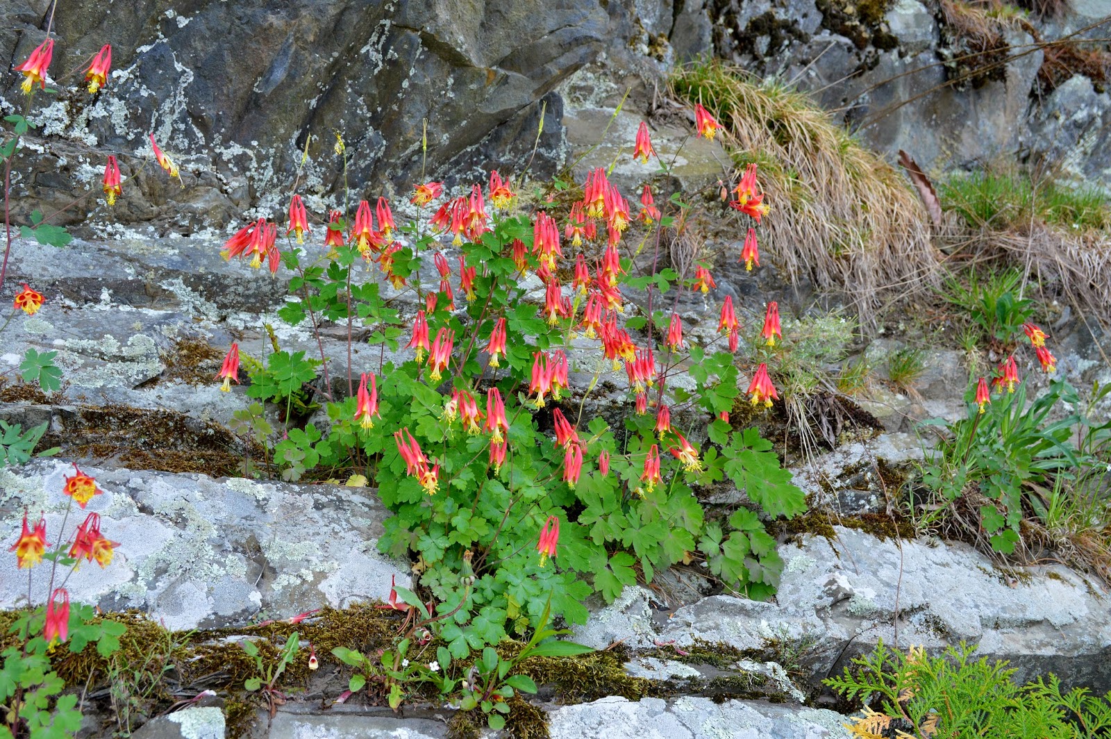 Nature of New York Spring Ephemeral Wildflowers of Dutchess and Putnam