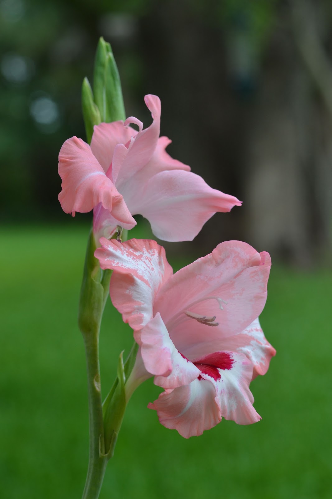 I can totally make that New flowers