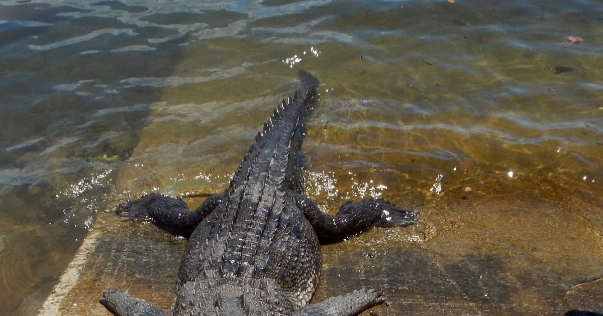 PRT team crocodile operations in CIP and Western Province
