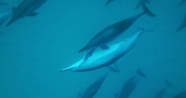 Nadar con delfines en Isla Mauricio