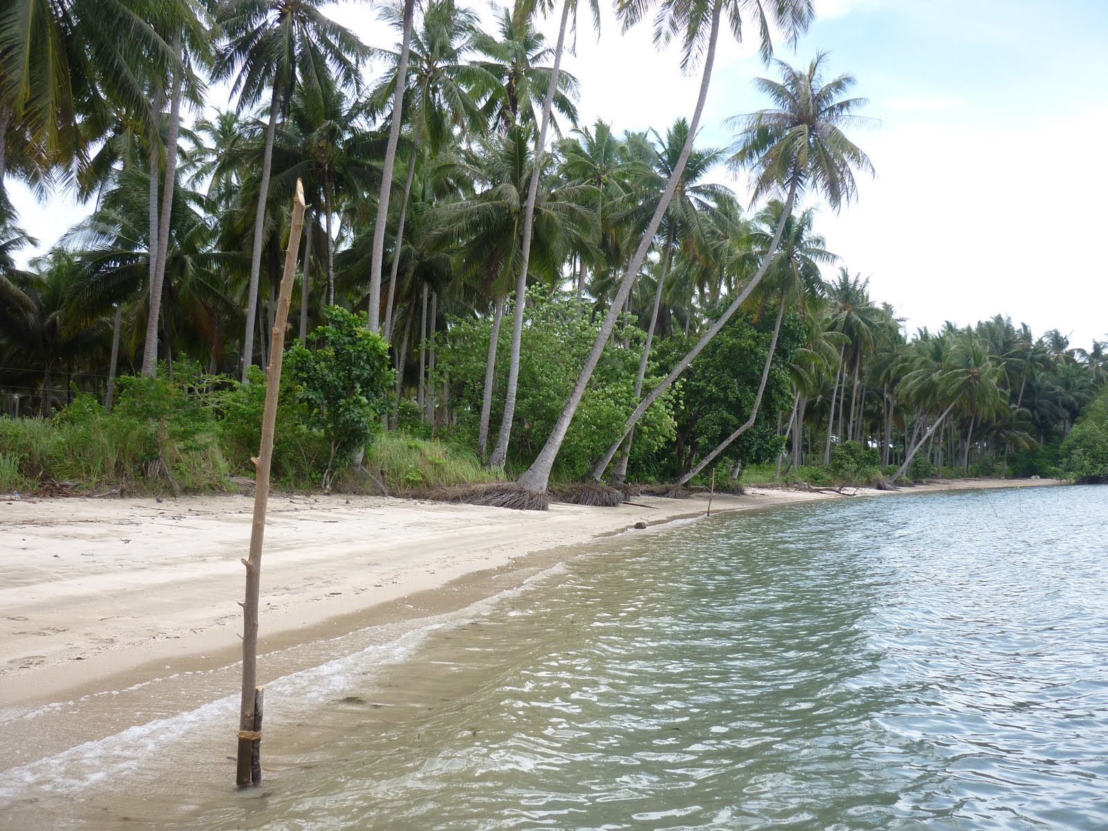 Traveller's Catalogue Amazing Beach Lot in Panacan, Narra, Palawan FOR