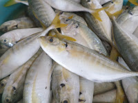 jualan ikan laut