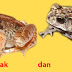 Cara Menangkap Katak di Halaman Belakang Rumah
