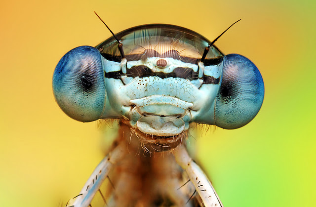 flickr macro photography flickr macro photography
