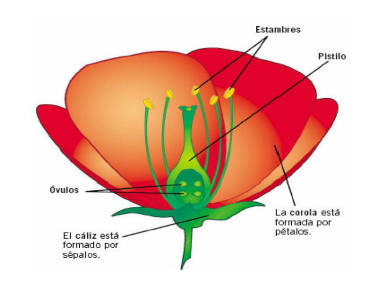 Plantas y Flores unidad didactica La reproducción de las plantas con flores caliz, corola Plantas y Flores unidad didactica La reproducción de las plantas con flores caliz, corola