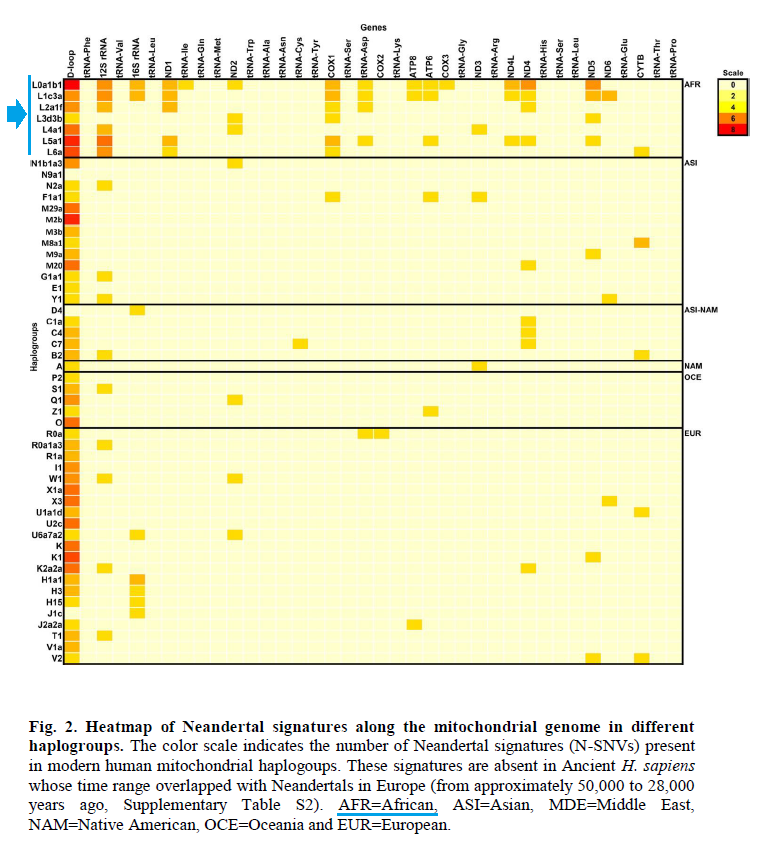 Neanderthal admixture in Africans (into Africa? or back to Africa