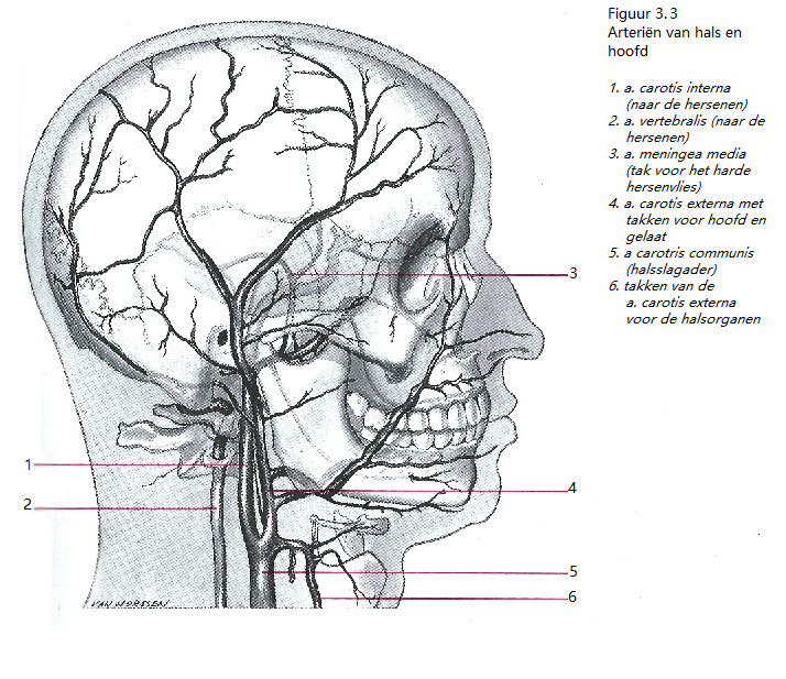 Het circulatiestelsel De Bloedvaten Het circulatiestelsel De Bloedvaten