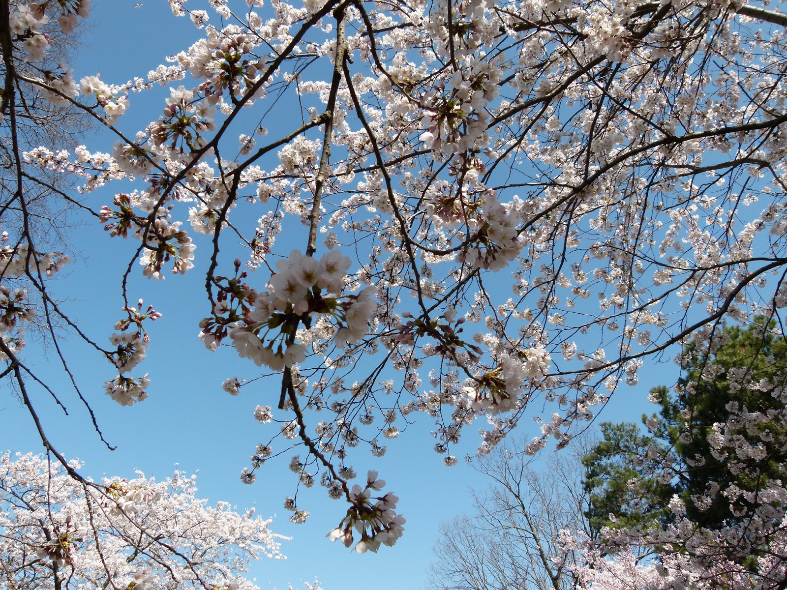 The Nail Artiste Do cherries grow up to cherry blossom trees?