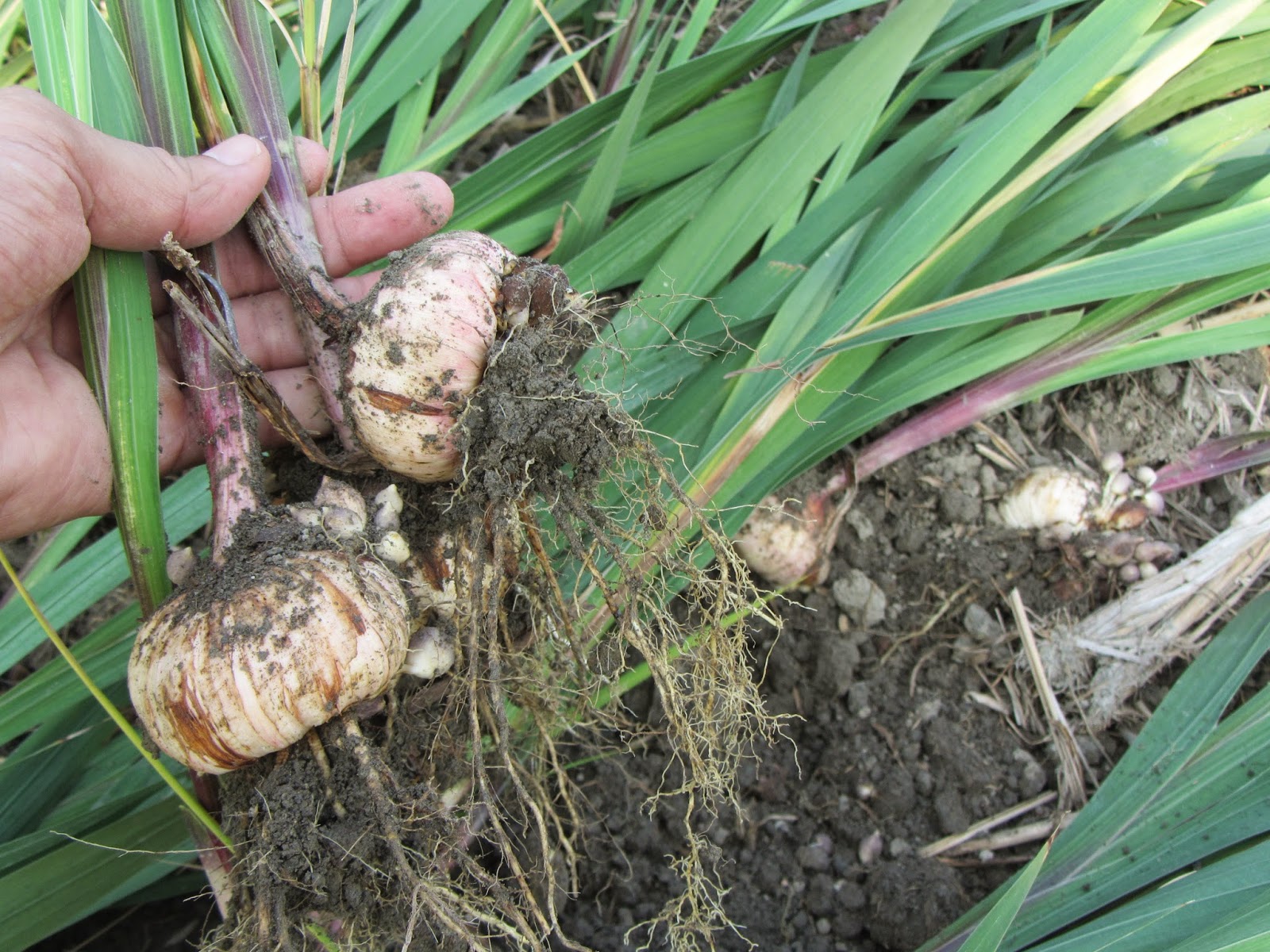 muñeca Inspector problema Estudiando Agricultura en Taiwán: Bulbos de gladiolo: escenarios rurales