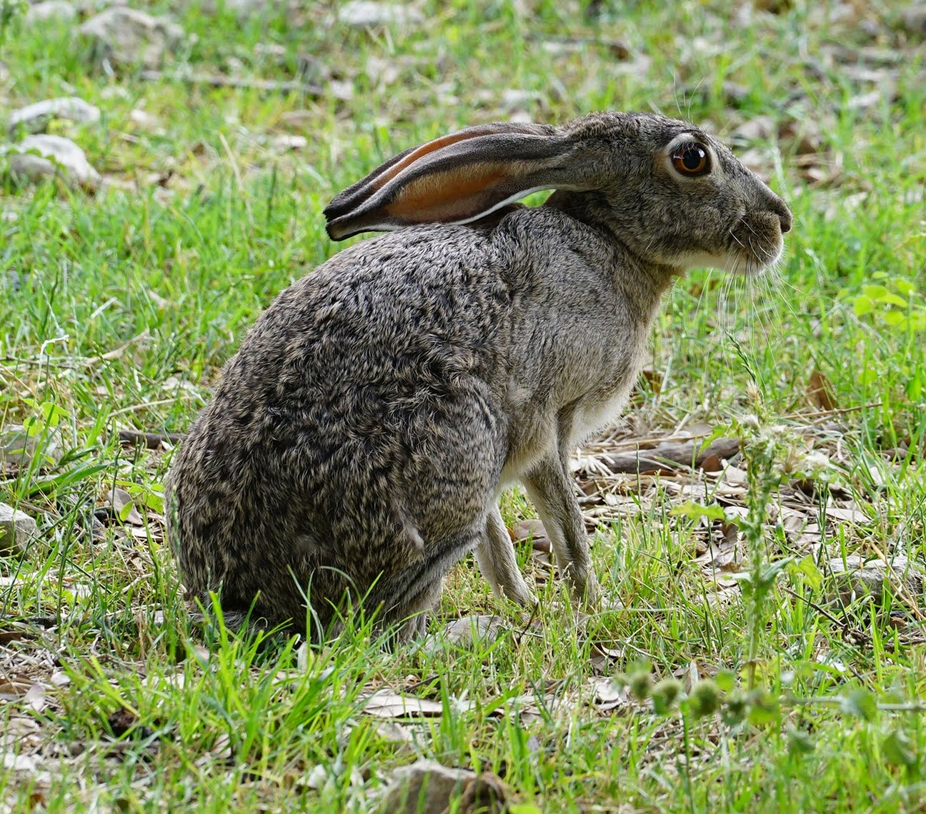 Jackrabbit " Lepus " - 45 mph.