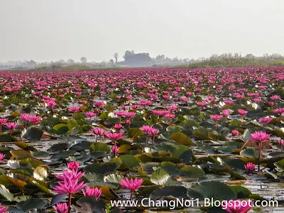 A sea of red lotus flowers at Udon Thani - Thailand