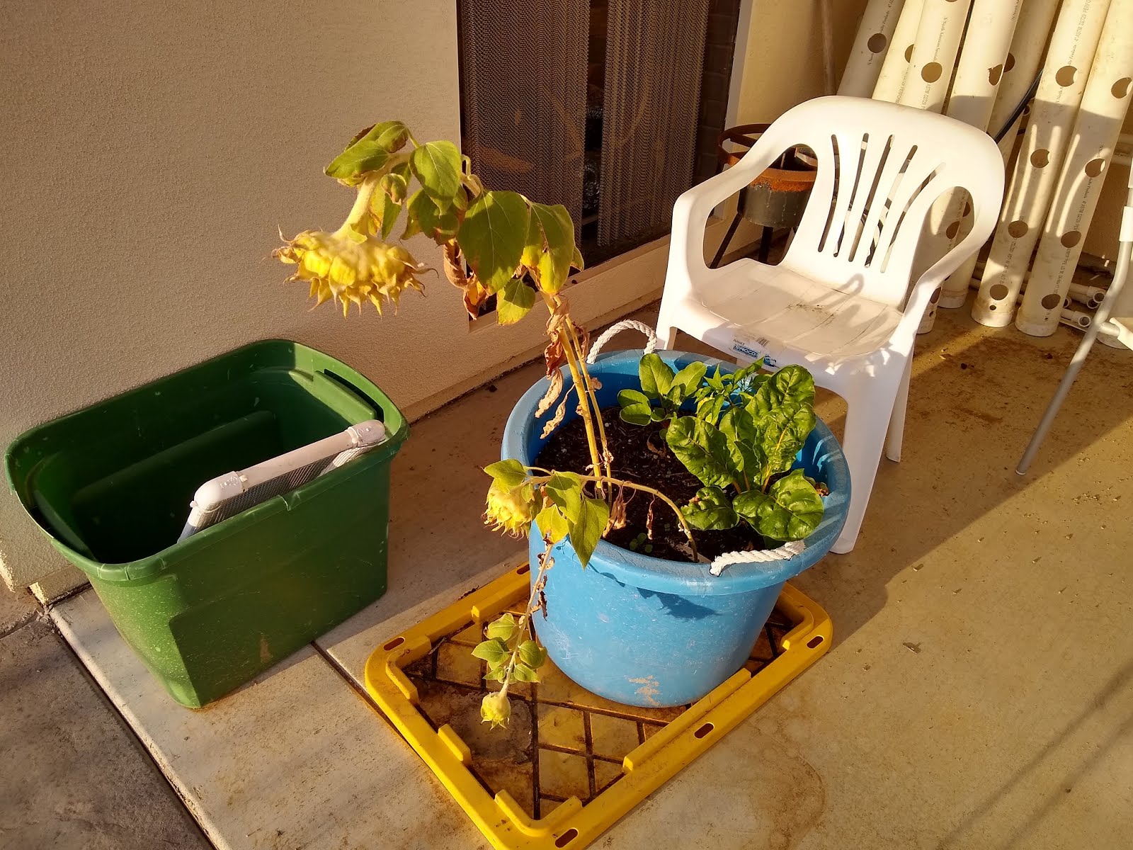 Saving Sunflower Seeds Greens and Machines