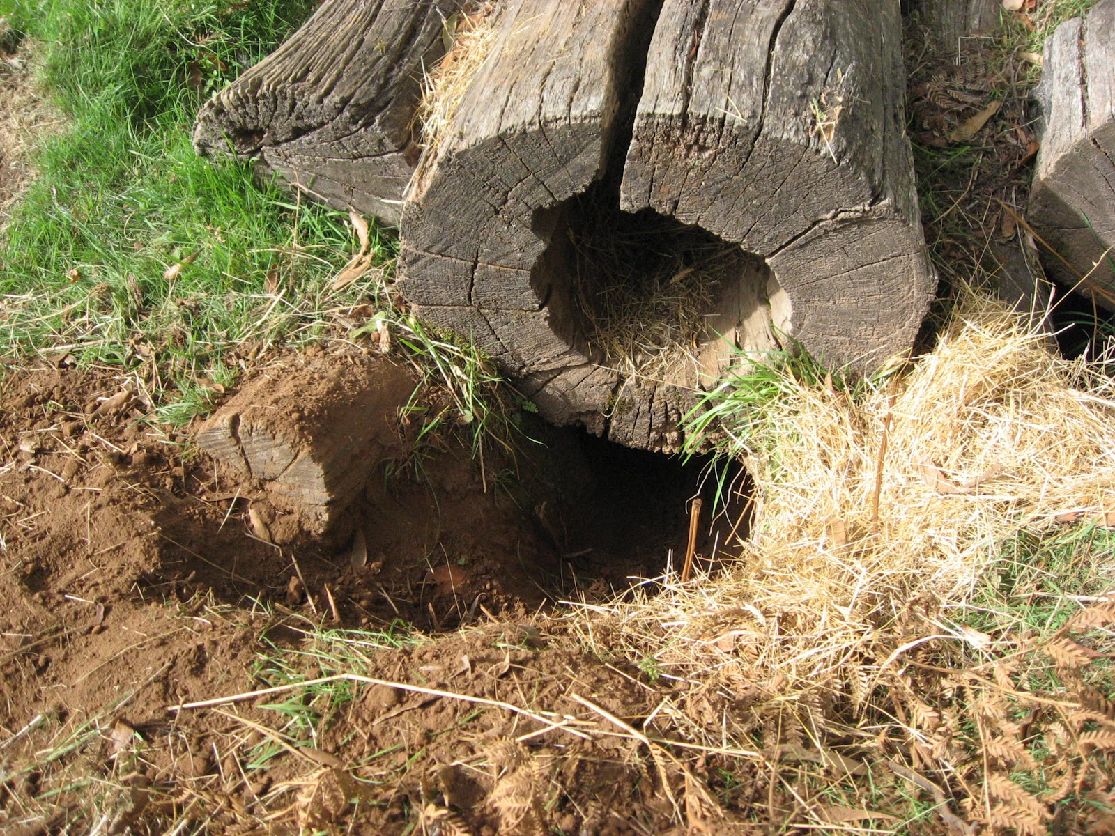 the writing hive: Wombat Ben's First Day