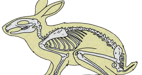 Fungsi tulang belakang pada kelinci berguna sebagai