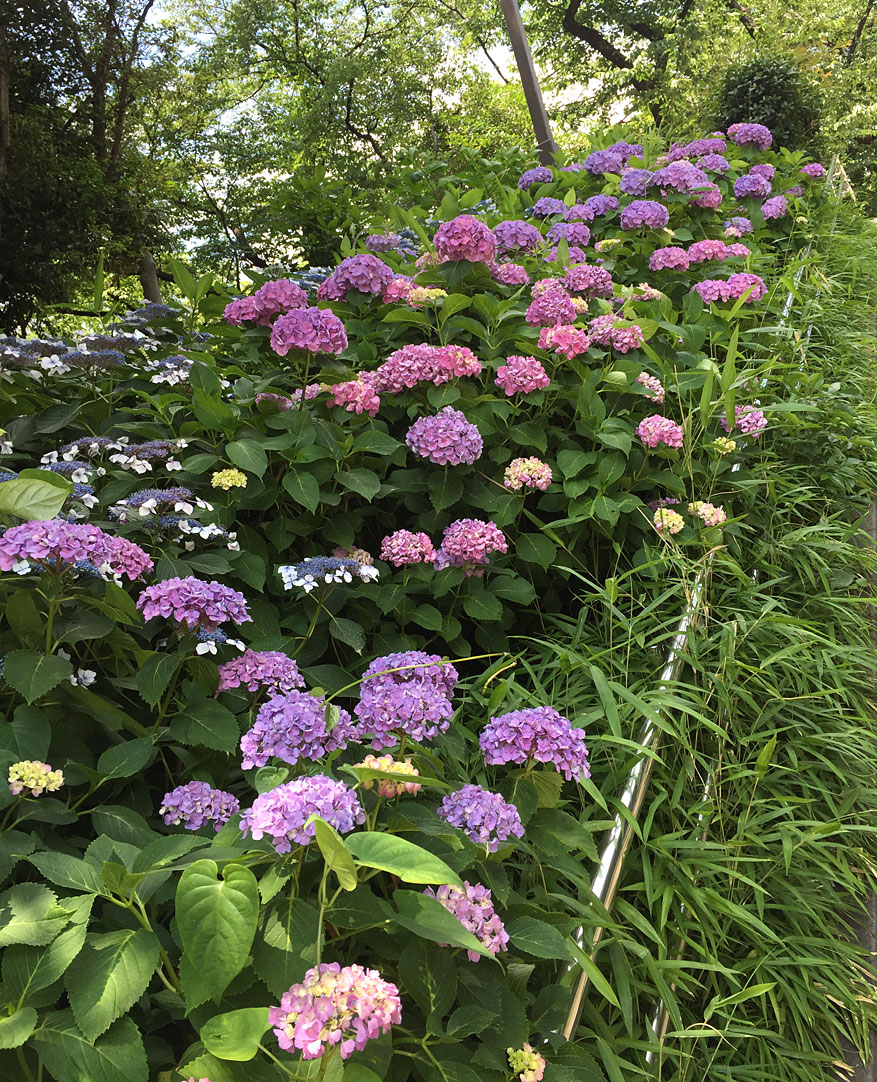 Annette's Creative Journey: Hydrangeas in Tokyo