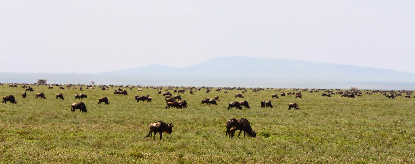 Um safari para ver a grande MIGRAÇÃO DOS GNUS no Serengeti | Tanzânia