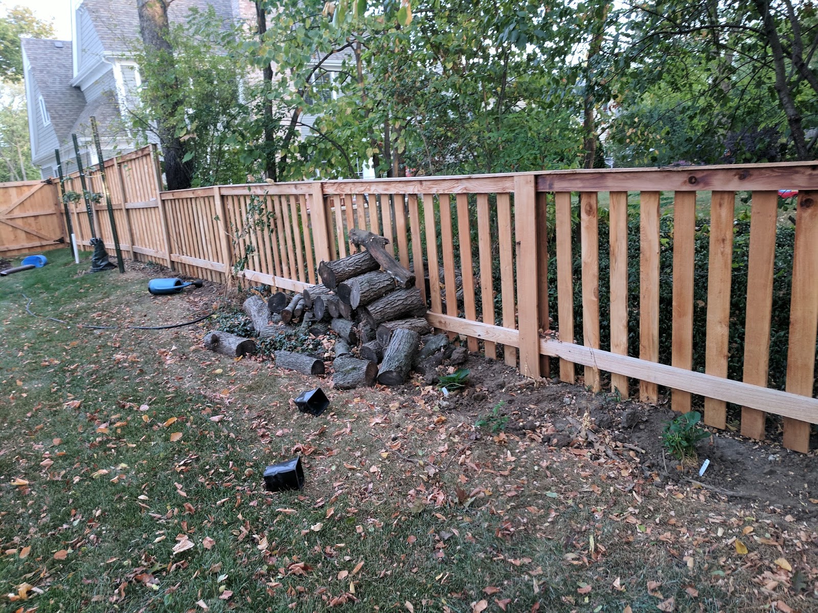 Three Dogs In A Garden Hydrangeas Care Basics Old New Varieties