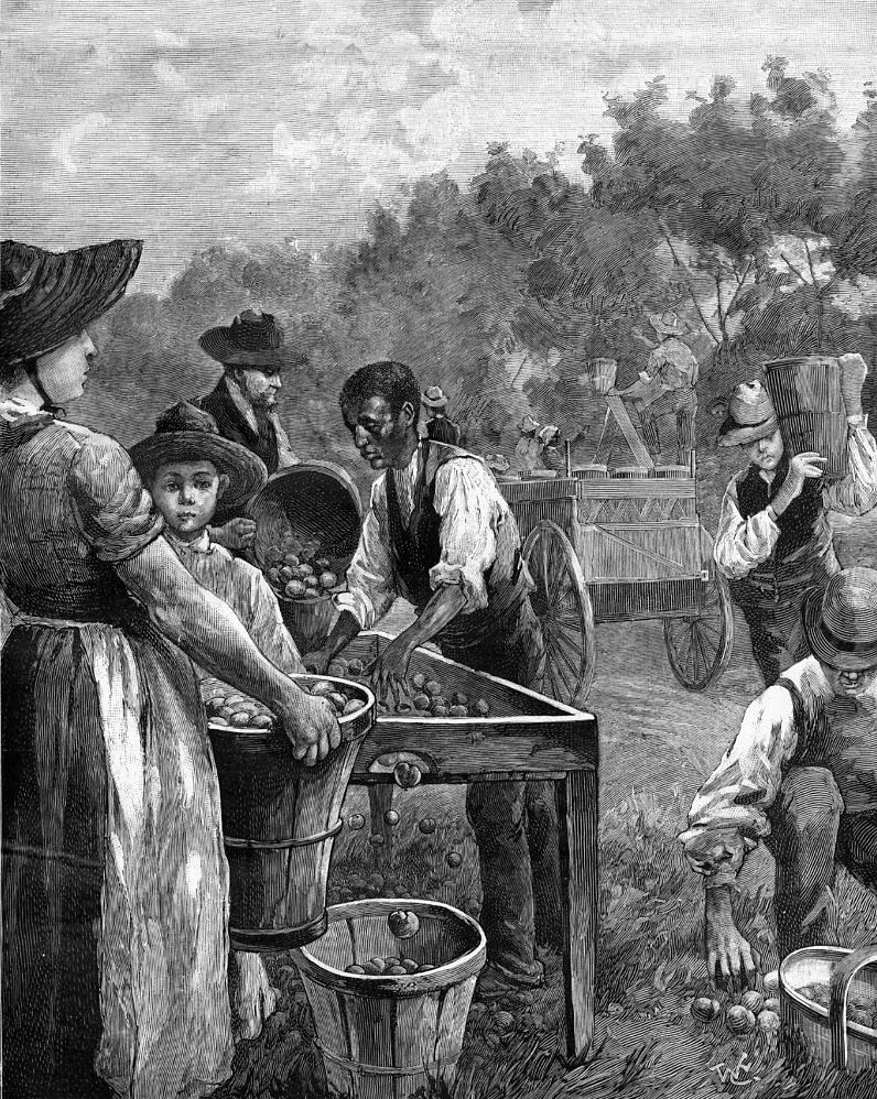 Researching Food History Cooking and Dining Peach Picking, Peach